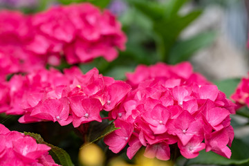 Obraz premium 赤いアジサイの花