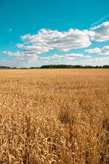 ripe cereals on the big field just before harvesting