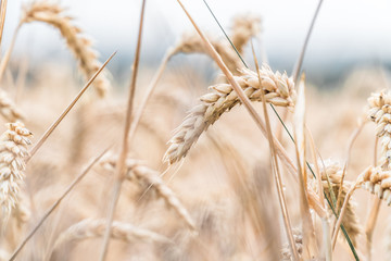 Fototapeta premium Sturm im Kornfeld