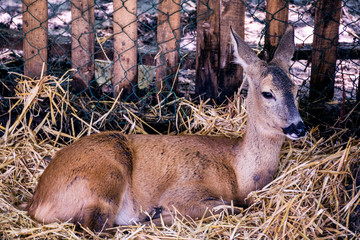 Beautiful fawn was resting in the tall straw in zoo park. His long ears reminded of Bambi. Very cute little roe deer lies. Close up, selective focus