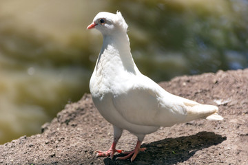 Beautiful white pigeon posing on ground and blurred background on sunny day in nature. Bird in wild concept. Close up, selective focus