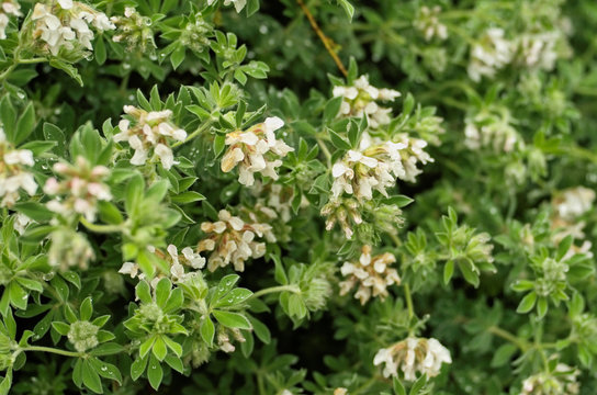 Canary clover or hairy canary-clover (Dorycnium hirsutum) is a low growing evergreen subshrub ,has a Pinkish White flower use as an ornamental cascading plants to decoration the garden.