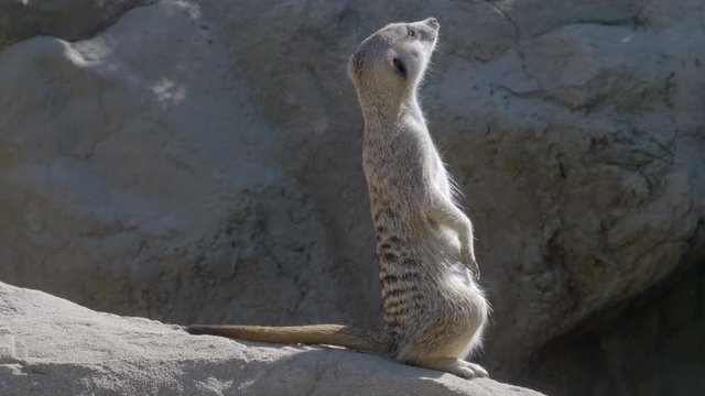 meerkat wide shot