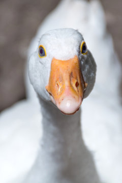 Funny portrait of goose head with orange beak in focus. White bird looking at camera. Close up, selective focus