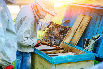 Two beekeepers work on an apiary. Summer