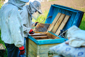 Two beekeepers work on an apiary. Summer