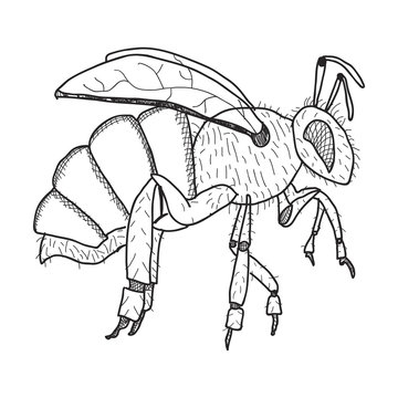 honey bee hand-drawn,vector image,outline style,black and white picture