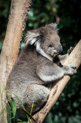 Koala in a eucalyptus tree in the Yarra Valley in Australia