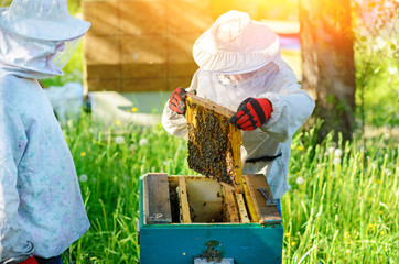 Two beekeepers work on an apiary. Summer