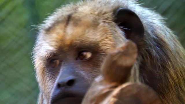 Black Howler Monkey Close Up 