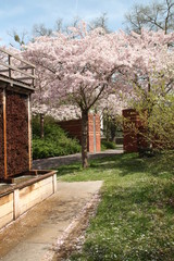 Kirschbluete Roseninsel Bad Kreuznach