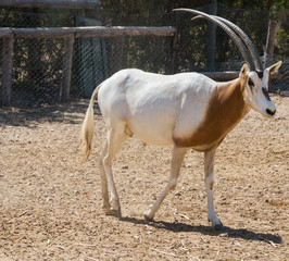 African antelope (scimitar-horned oryx) close-up