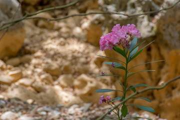 Blühte in Griechenland