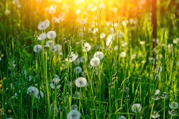 Dandelion in wet green grass with dew lawn backround