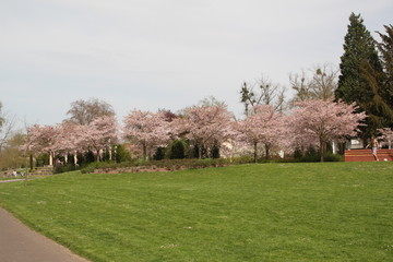 Magnolia Roseninsel Bad Kreuznach