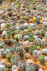 Cactus is the succulent plant with many different shapes, colors, variegated and beautiful flowers. Its native is in desert. People grow cactus for decorate in their garden, glasshouse or greenhouse.