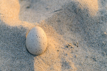 Fototapeta na wymiar Egg on the sand with copyspace at sunset