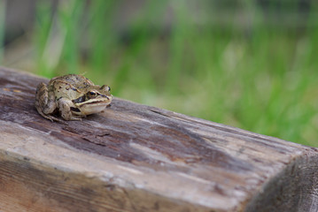 Frog on a log