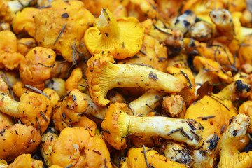 chanterelle
