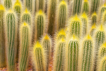 Cactus is the succulent plant with many different shapes, colors, variegated and beautiful flowers. Its native is in desert. People grow cactus for decorate in their garden, glasshouse or greenhouse.