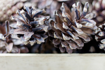 Pine Cones nice and some are open up in a box