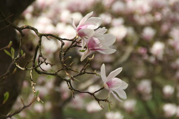 Fototapeta na wymiar Magnolia Roseninsel Bad Kreuznach