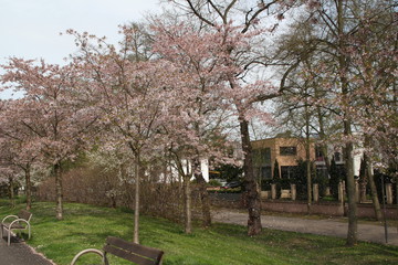 Kirschbluete Roseninsel Bad Kreuznach