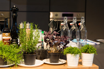 plants, plates,  bottles, spices on  the kitchen