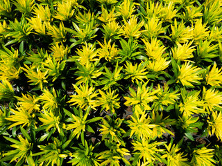 The Yellow Crotons in a Row © wichatsurin