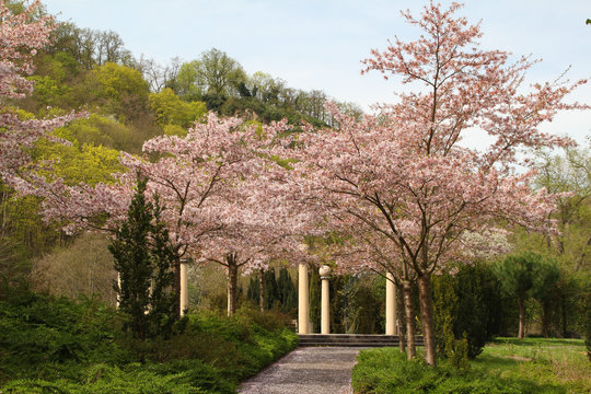 Kirschbluete Roseninsel Bad Kreuznach