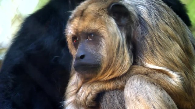 black howler monkey