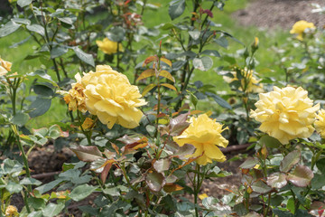 Yellow roses in the flower bed