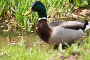 Stockente River Nahe