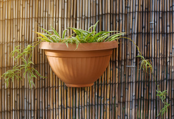 potted plants against bamboo fence outdoor in sunny day