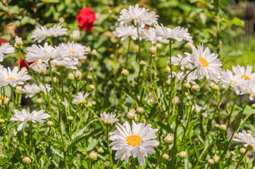 Charming daisies under the rays of the sun