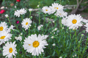Fototapeta premium Charming daisies under the rays of the sun