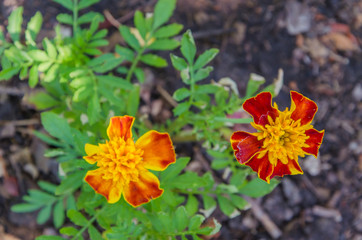 Very beautiful marigold flowers on a summer day