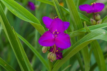 Variety of wildflowers in my garden