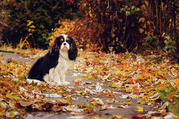 spaniel dog sitting under marple tree on the ground full of dried leaves. Late autumn in the garden