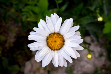 Fototapeta premium Flowering of daisies. Gardening concept