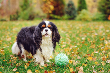 happy cavalier king charles spaniel dog playing with toy ball in autumn garden