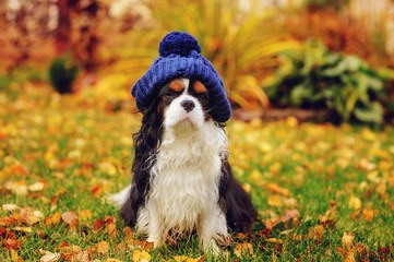 funny cavalier king charles spaniel dog sitting in knitted hat on the walk in autumn garden