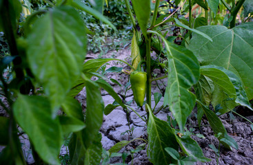 pepper plants - hot yellow and green peppers in soft focus