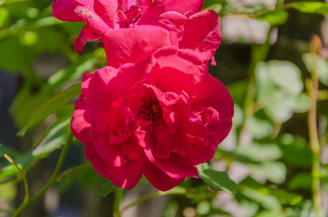 Flowers roses flowering in roses garden.