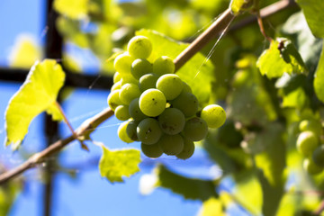 Green grapes on vine.
