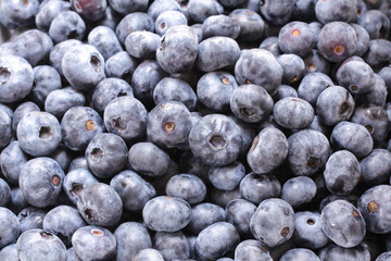 採れたての新鮮なブルーベリー