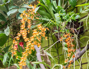 Tiger Orchid (Grammatophyllum speciosum). The worlds largest orchid in the greenhouse