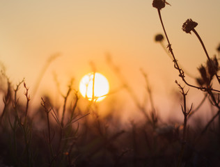meadow dry grass againts beautiful sunset