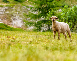 Switzerland Sheep on mountains