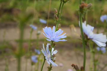 Close up chicory flowers
